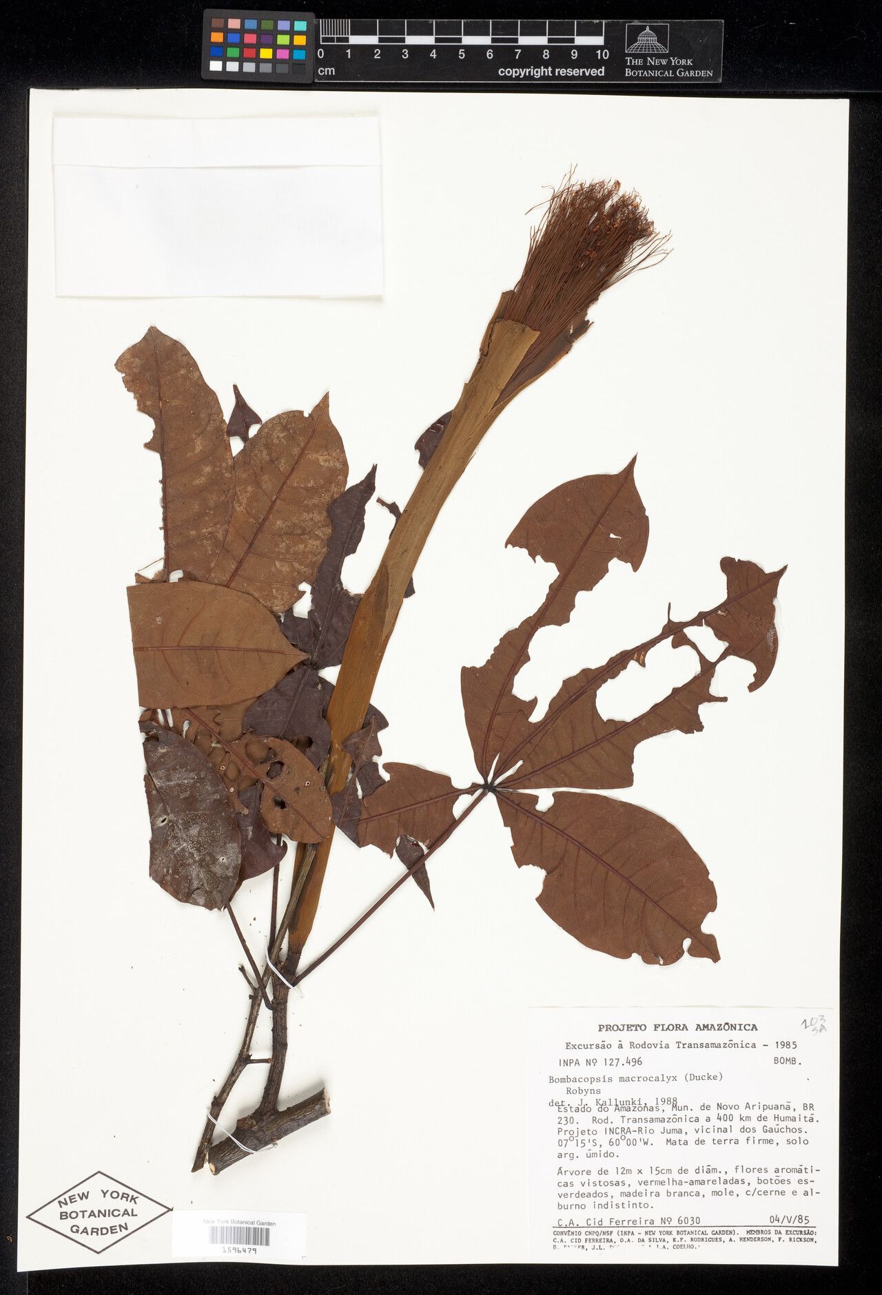 Pachira macrocalyx flower