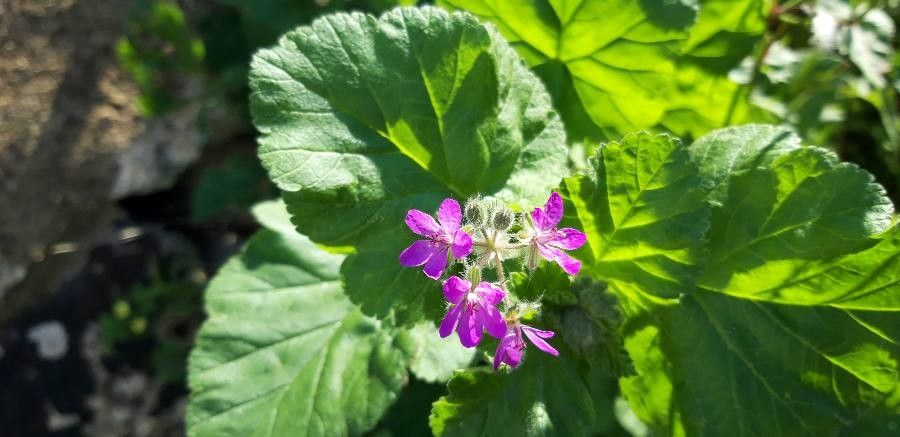 Erodium maritimum flower