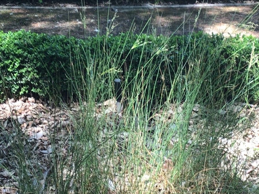 Juncus maritimus — search result for 'Juncus'