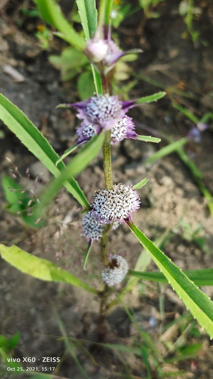 Caesulia axillaris flower