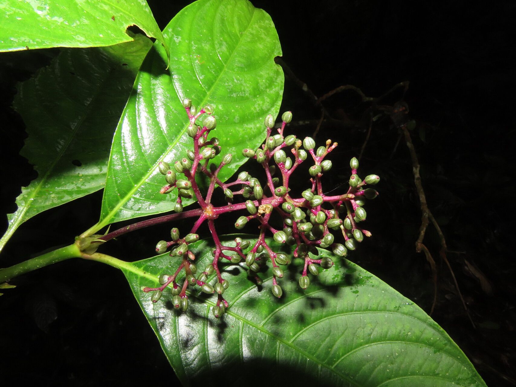 Palicourea microbotrys leaf