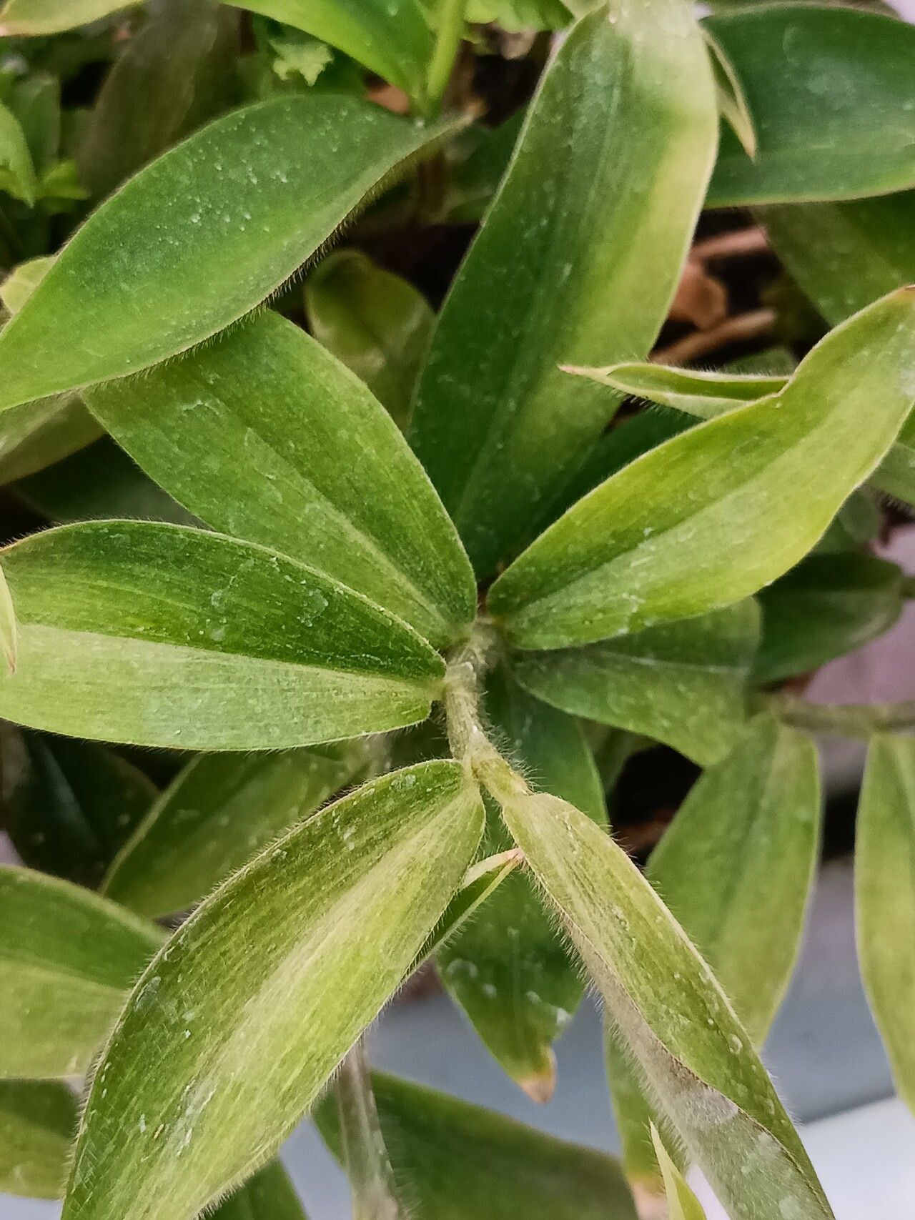 Costus gabonensis — houseplant care guide