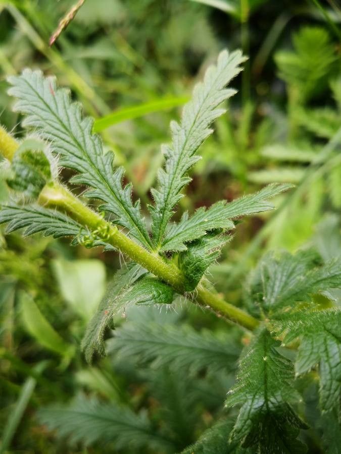 Potentilla gracilis bark