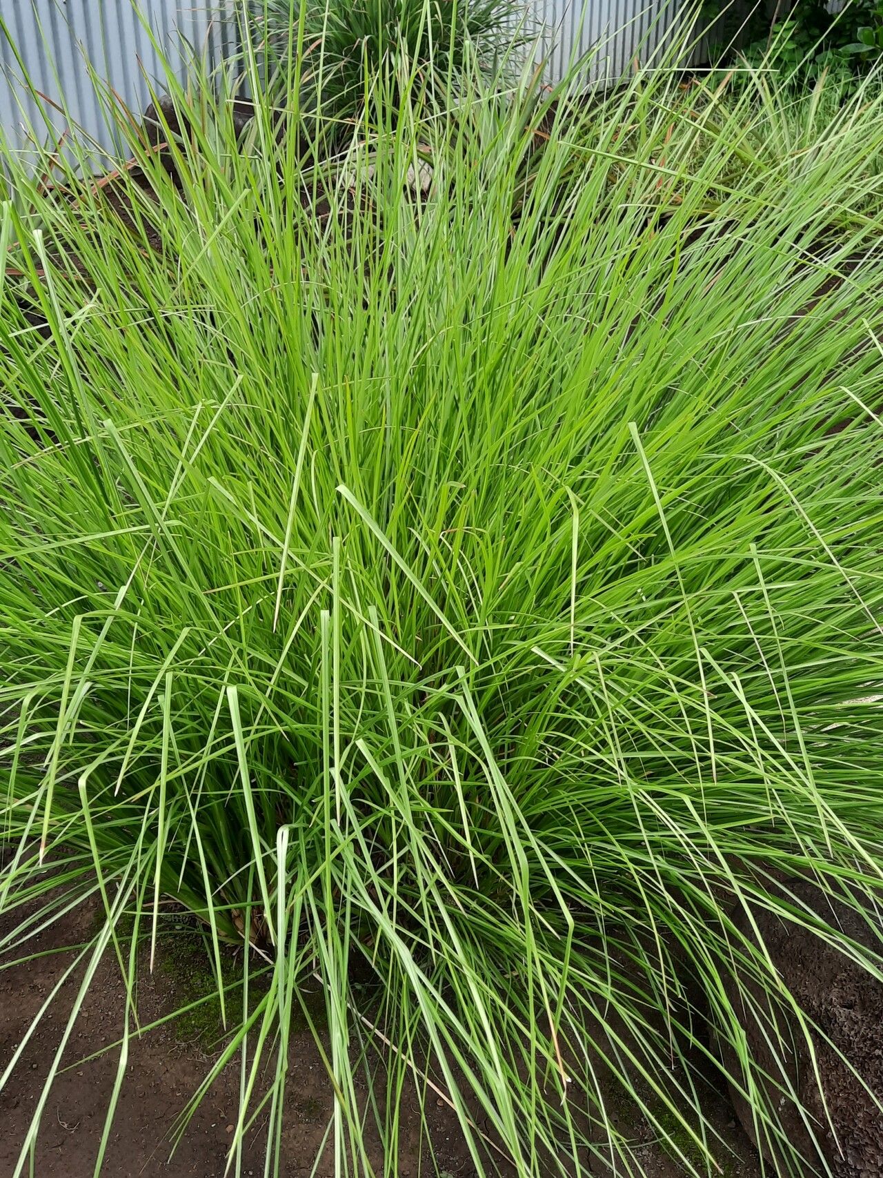 Chrysopogon zizanioides