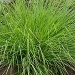 Chrysopogon zizanioides