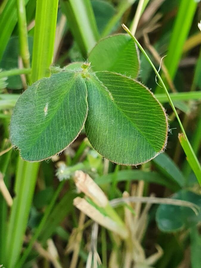 Trifolium semipilosum leaf