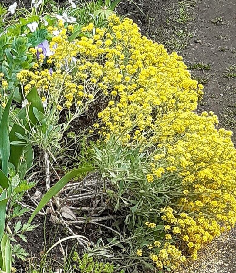 Aurinia saxatilis flower