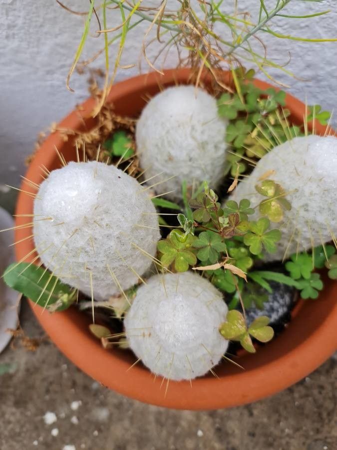 Espostoa lanata flower
