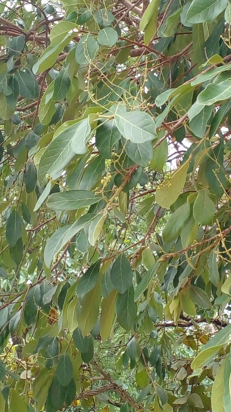 Persea venosa — search result for 'Persea'