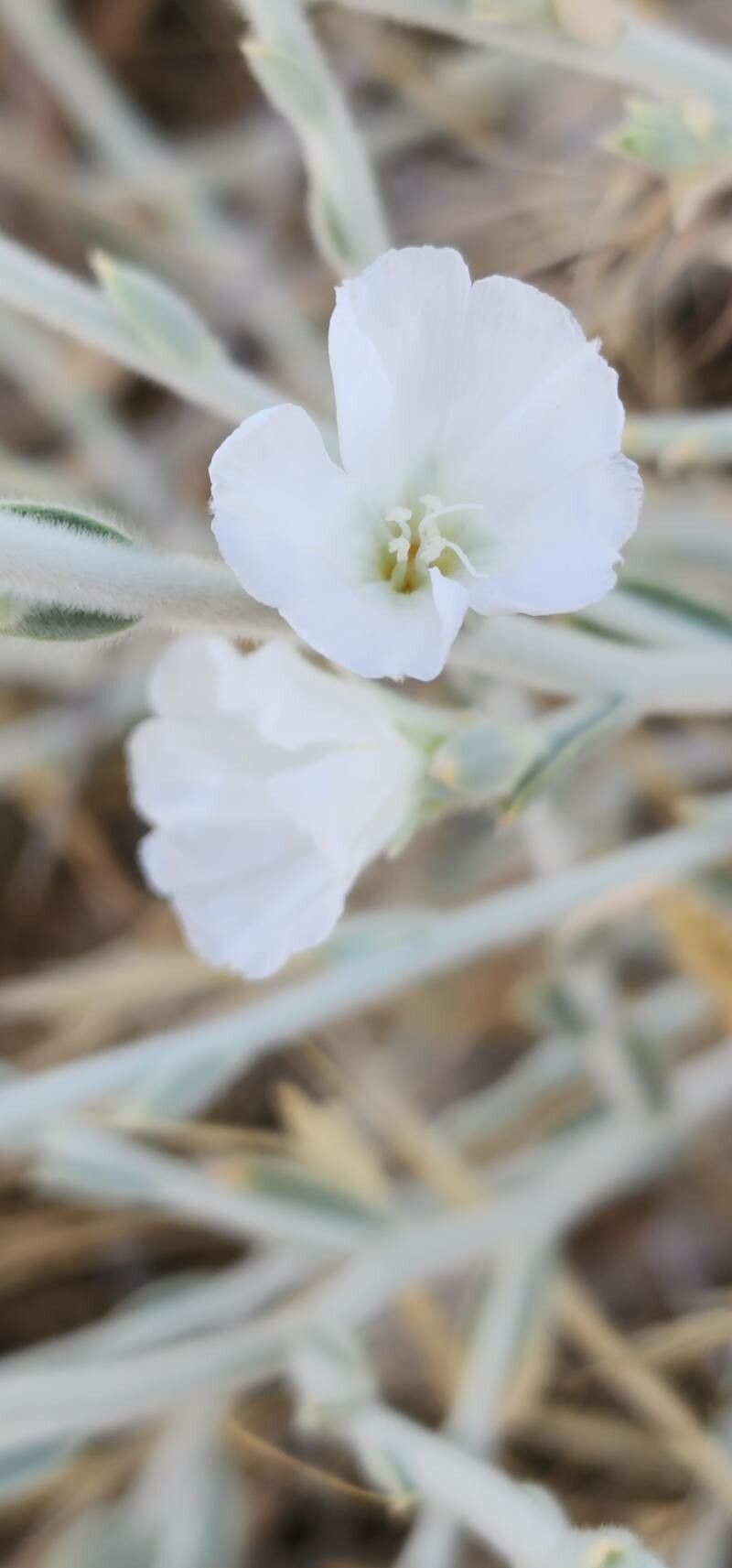 Convolvulus oxyphyllus flower