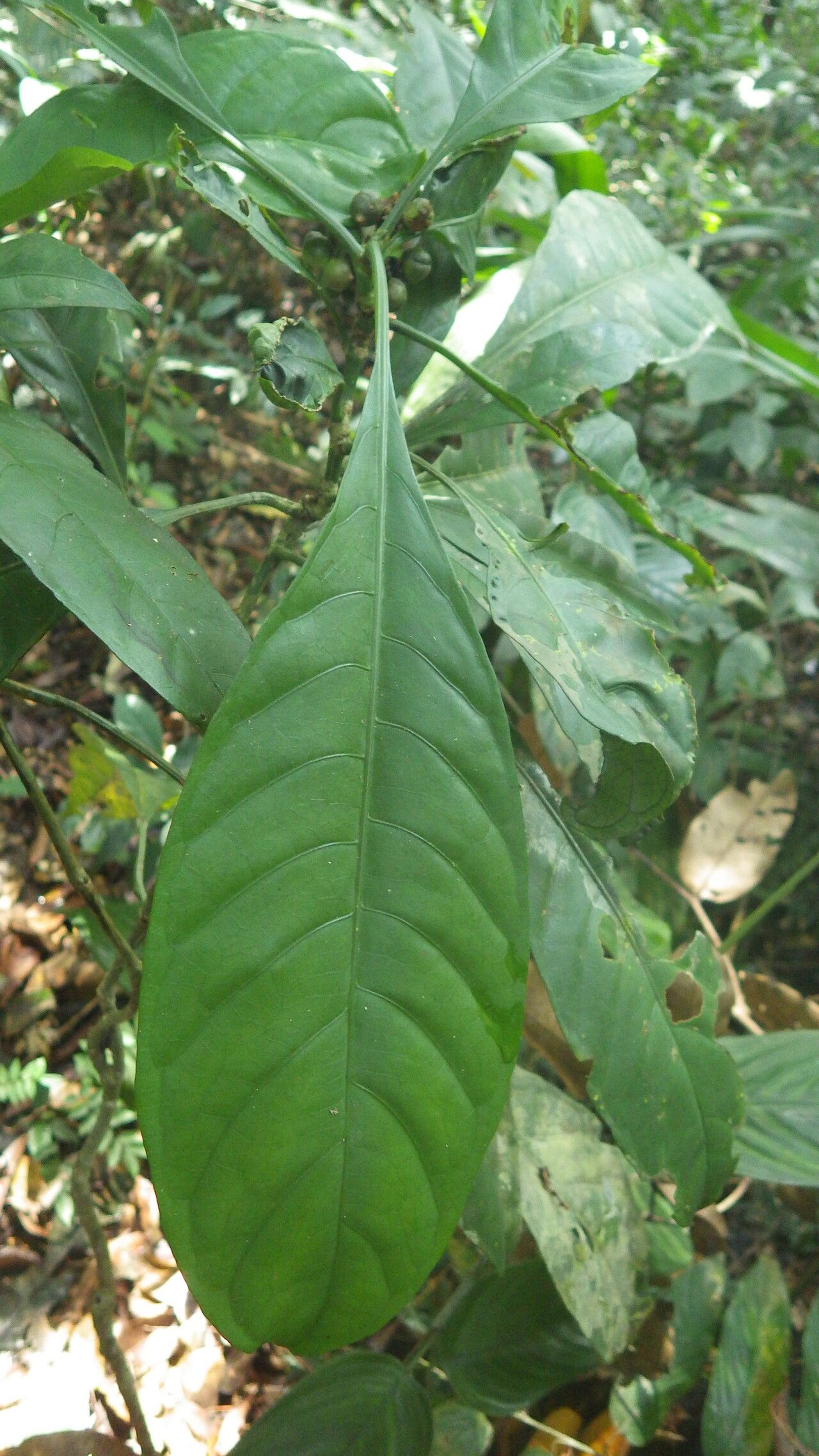 Psychotria viticoides — houseplant care guide