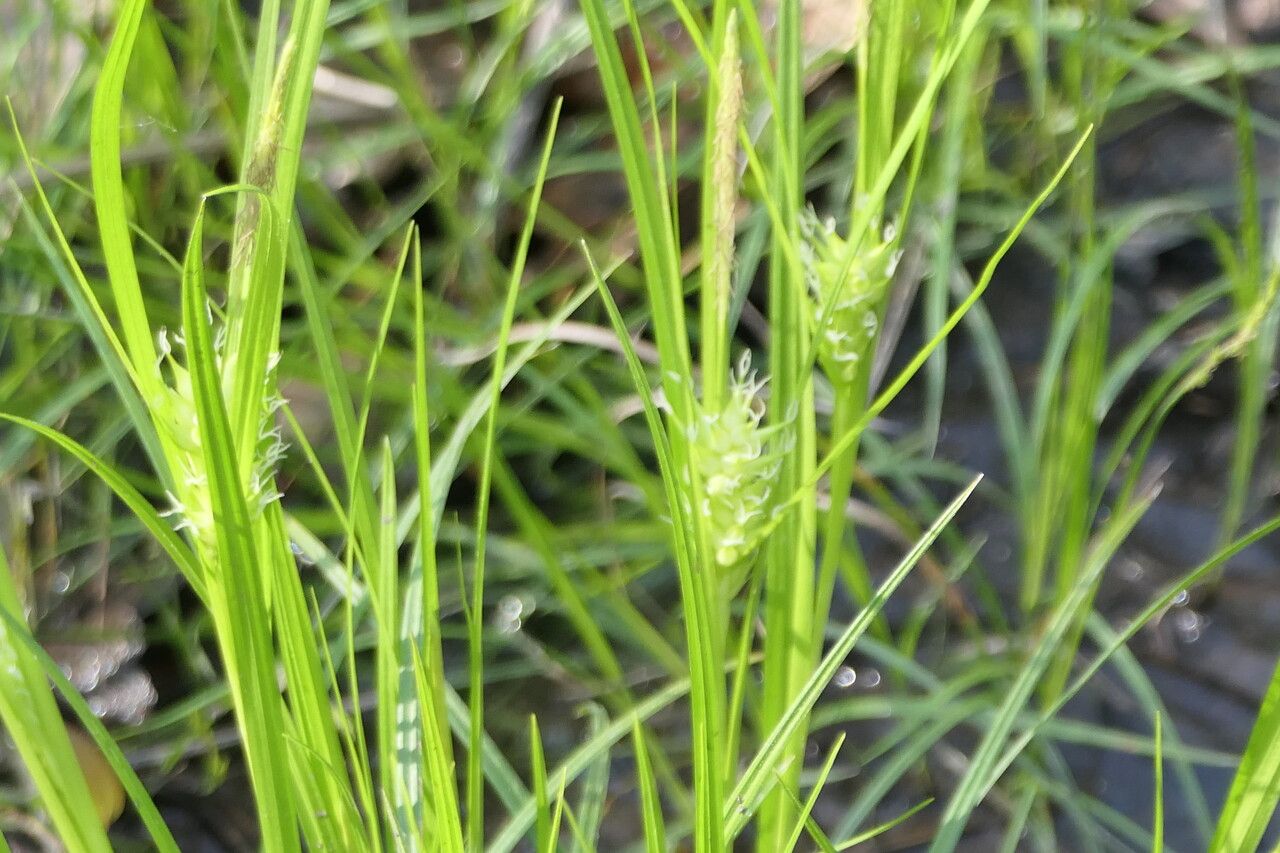 Carex intumescens flower