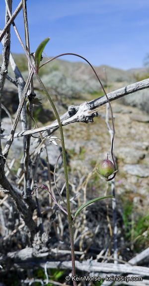 Neogaerrhinum filipes fruit