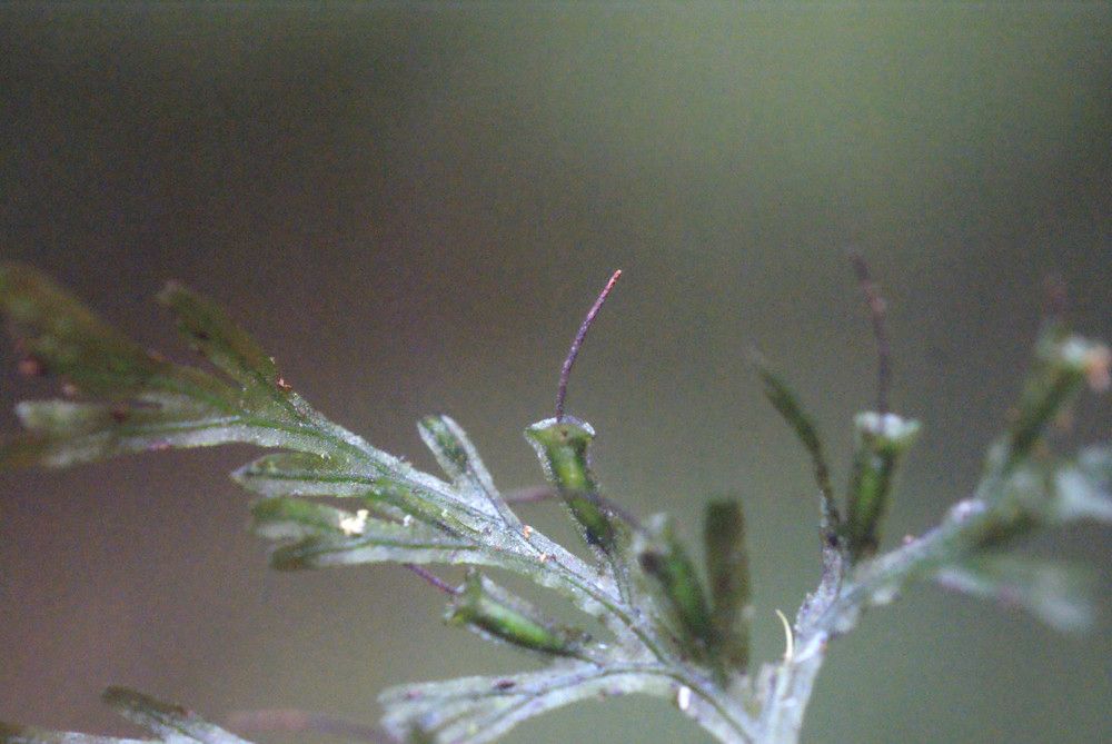 Trichomanes diaphanum other