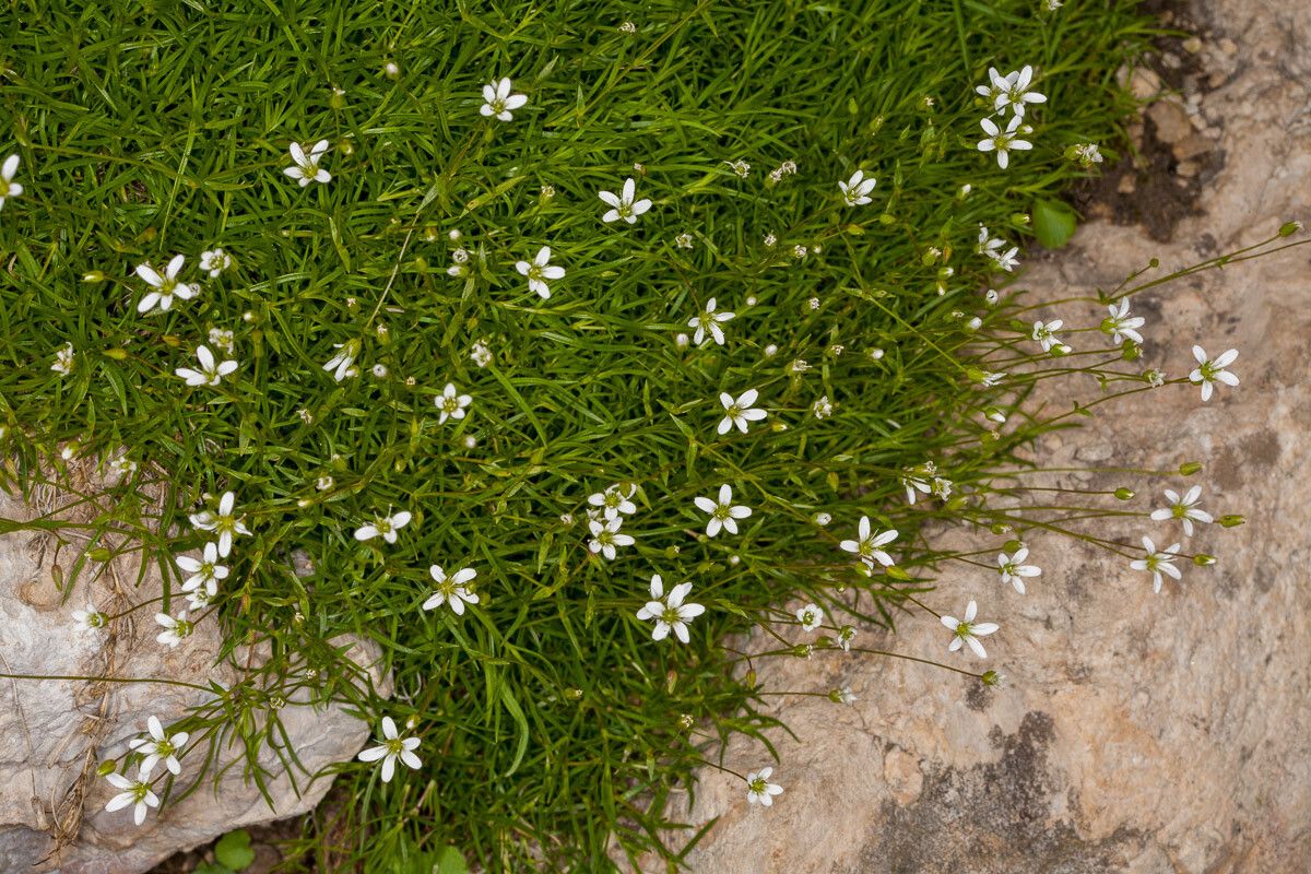 Minuartia austriaca — related species from the same genus