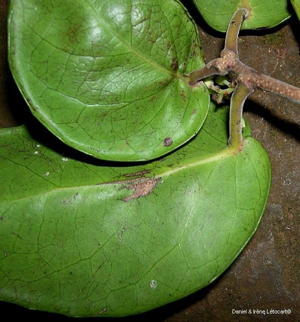 Xylosma peltata fruit