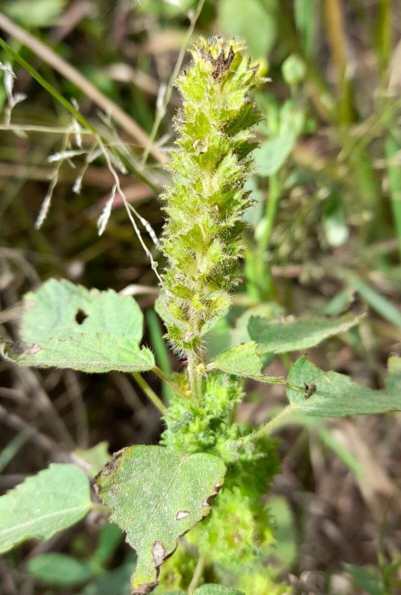 Acalypha poiretii flower