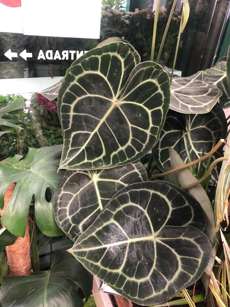 Anthurium clarinervium leaf