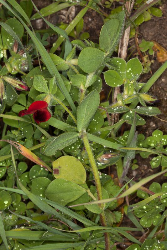 Lotus tetragonolobus leaf