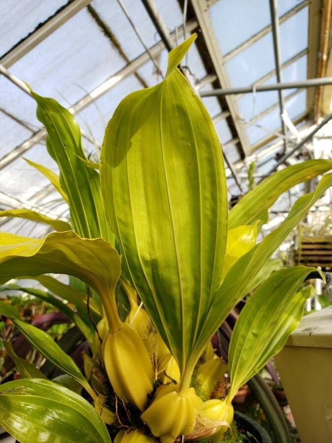 Gongora quinquenervis leaf