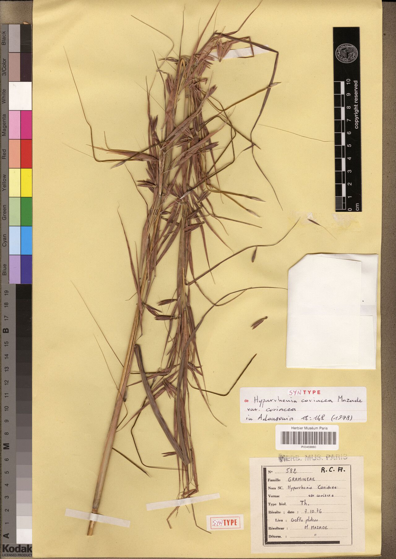 Hyparrhenia coriacea — related species from the same genus