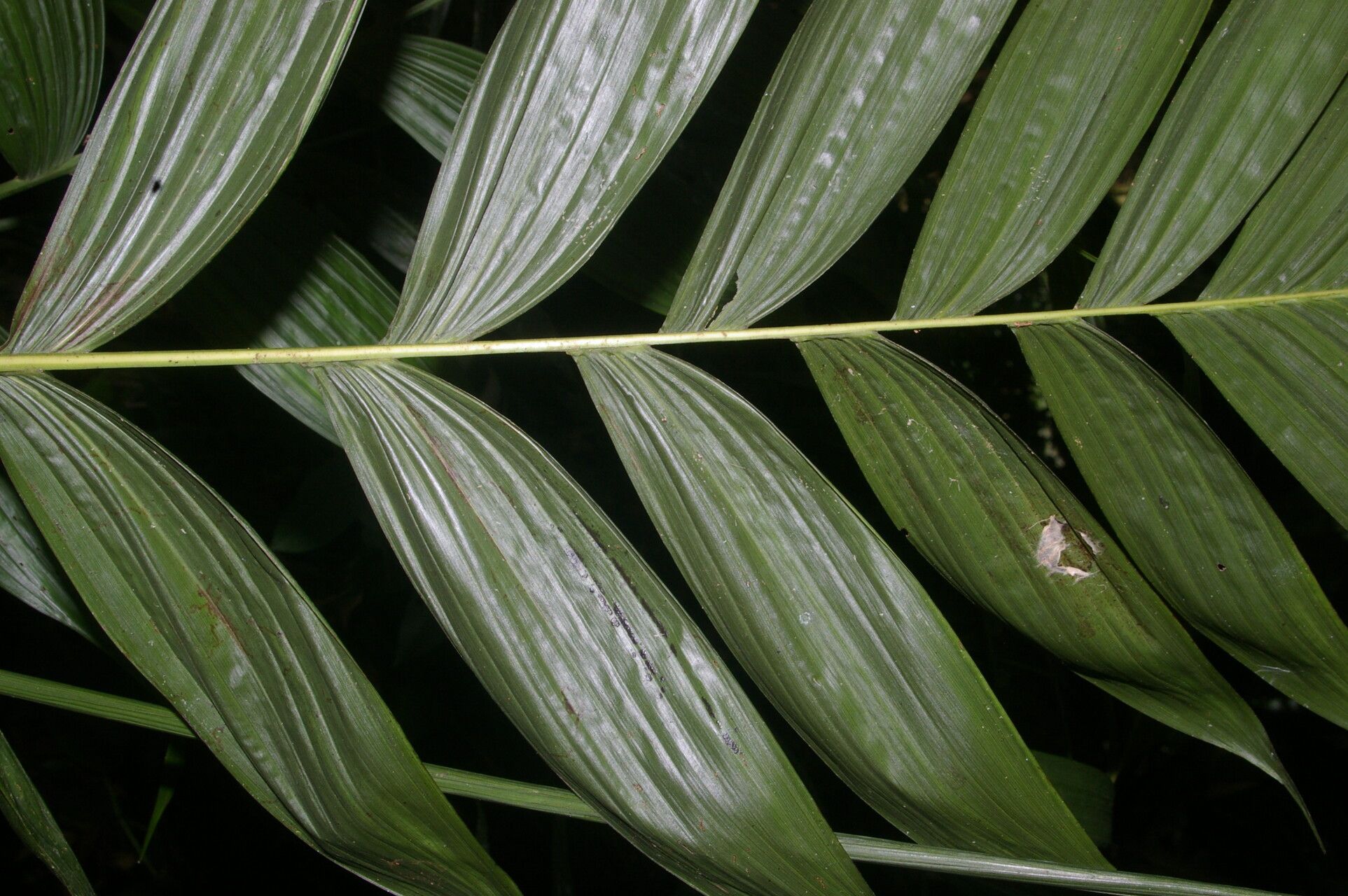 Chamaedorea crucensis leaf