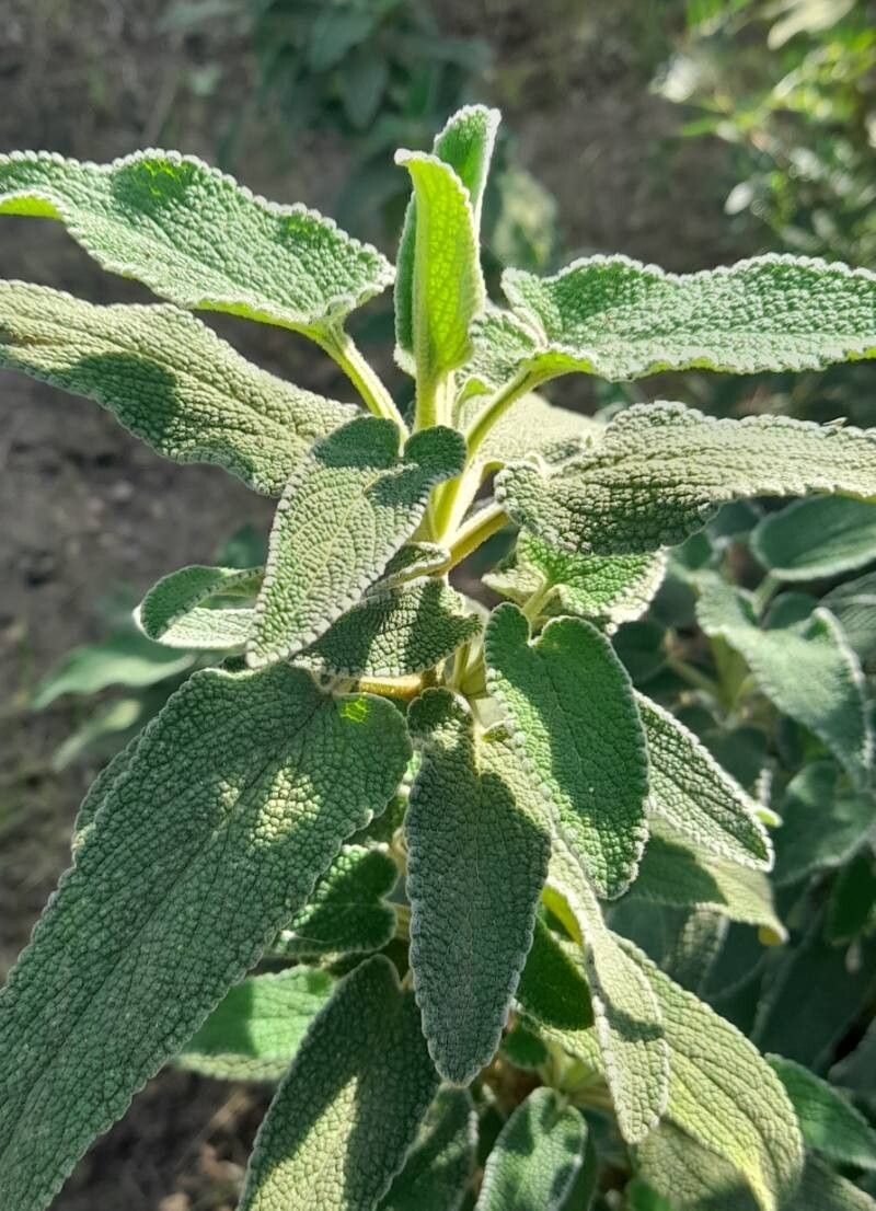 Phlomis lycia — search result for 'Phlomis'