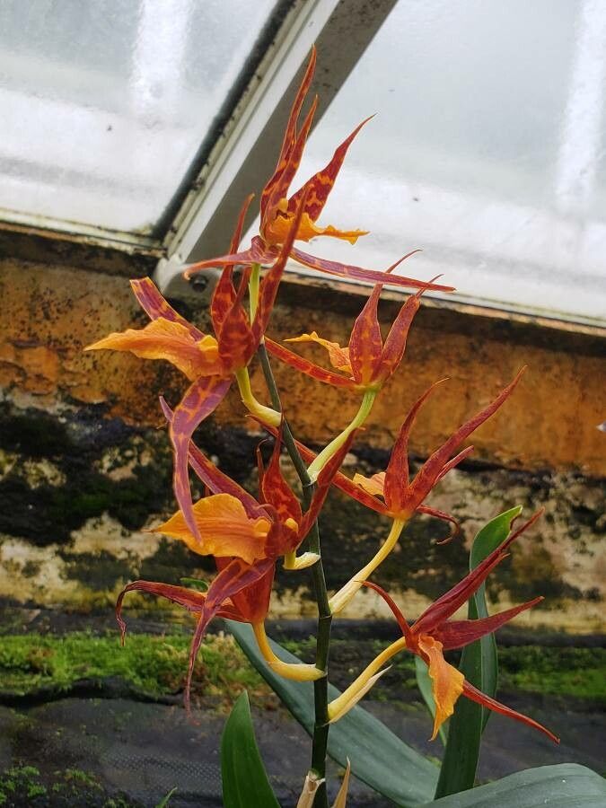 Brassia arachnoidea flower