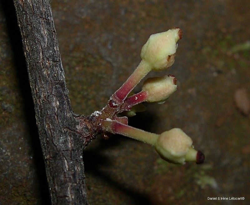 Xylosma peltata bark