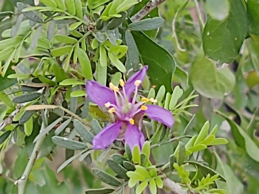 Guaiacum angustifolium — related species from the same genus