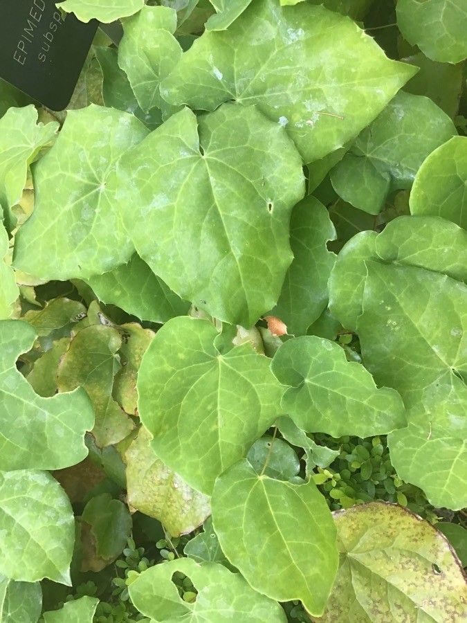 Epimedium pinnatum leaf