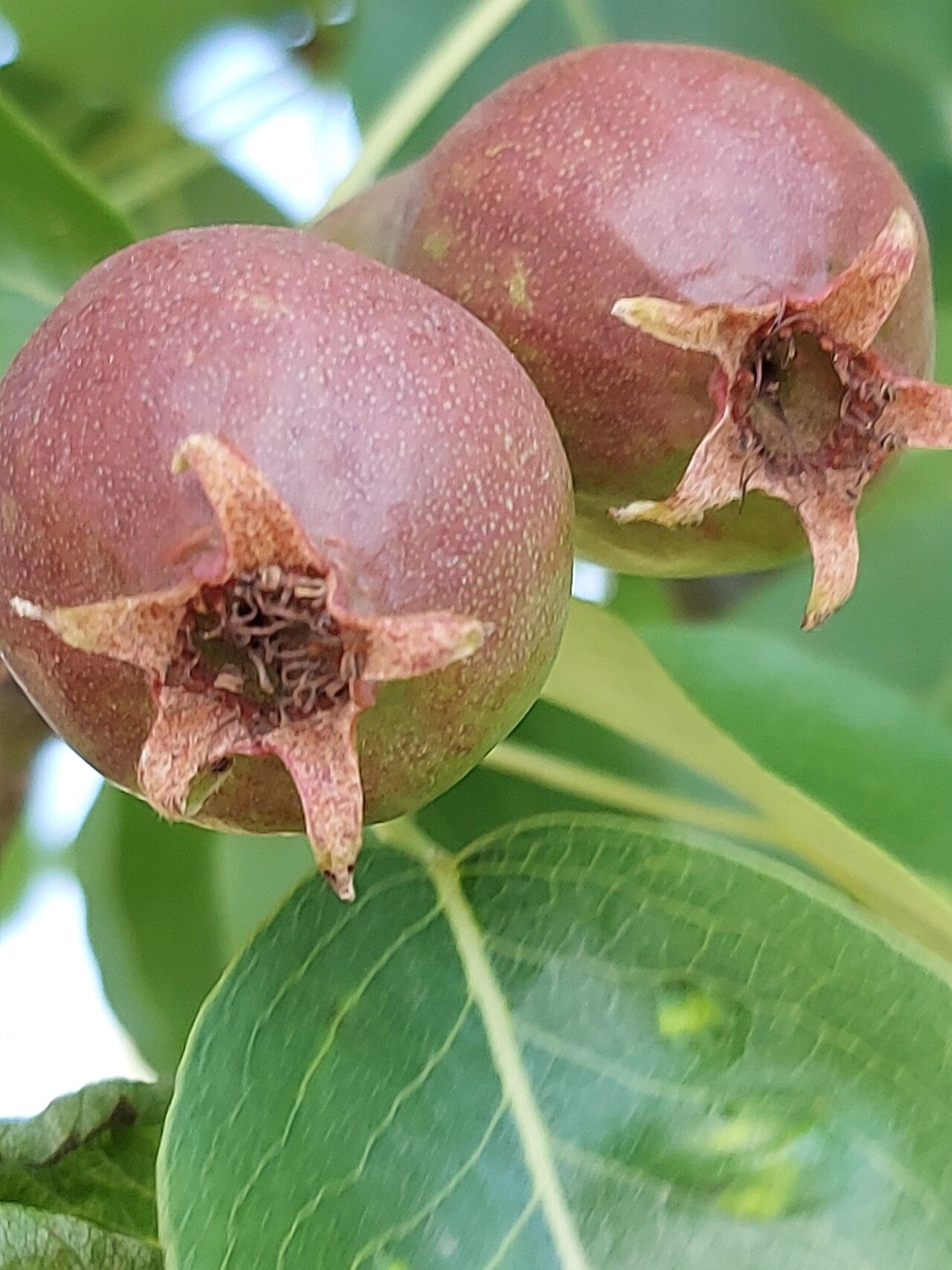 Pyrus amygdaliformis fruit