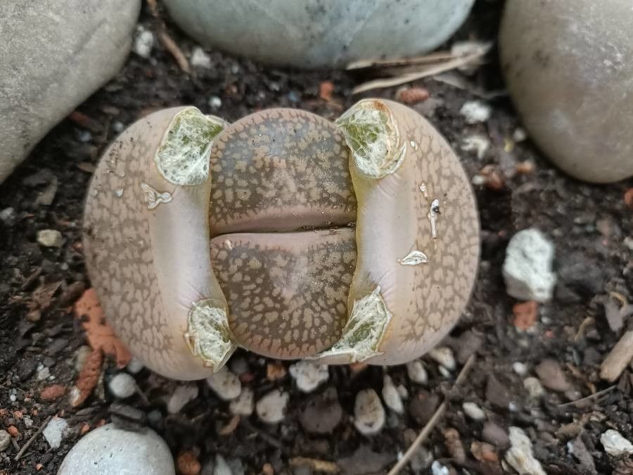 Lithops aucampiae fruit