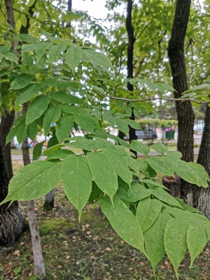 Fraxinus mandshurica leaf