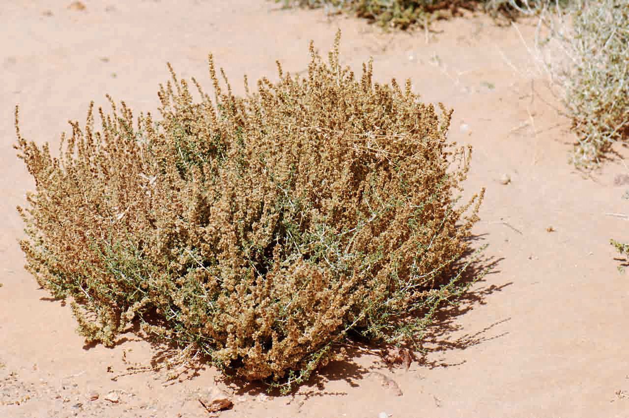 Salsola longifolia fruit