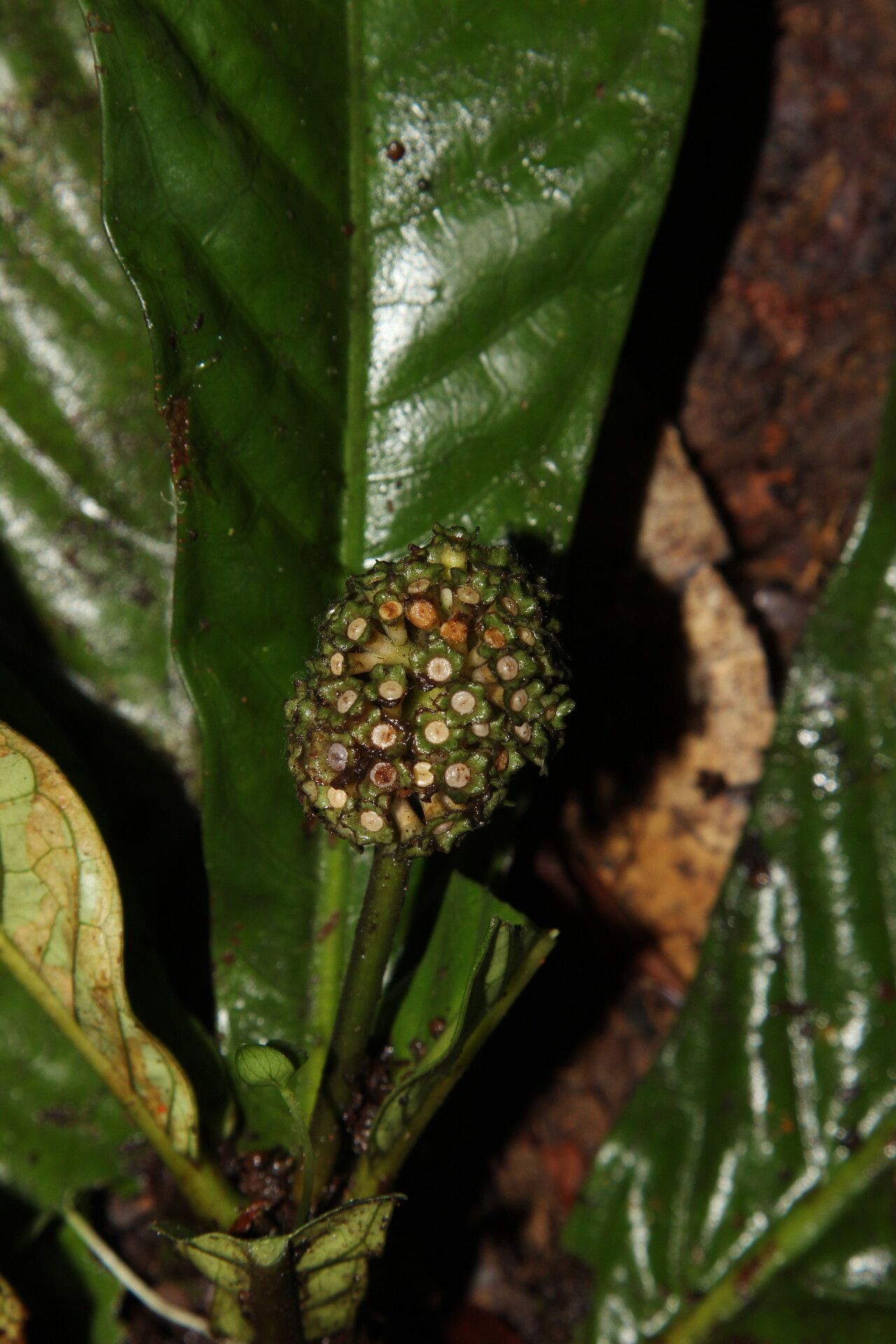 Psychotria kupensis flower