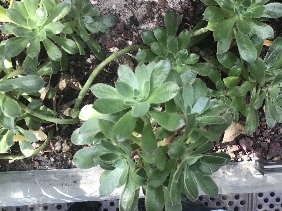 Aeonium decorum leaf