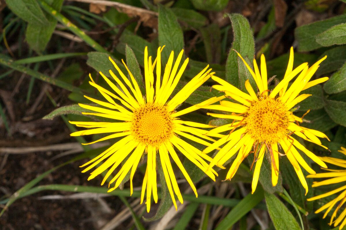 Inula hirta flower