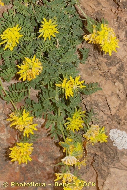 Anthyllis polycephala habit