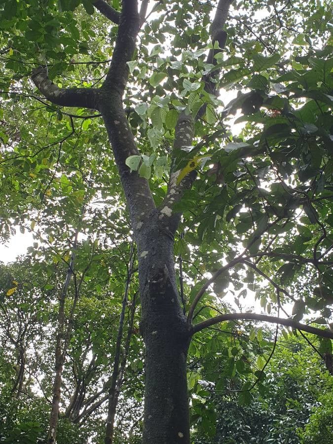 Nephelium ramboutan-ake bark