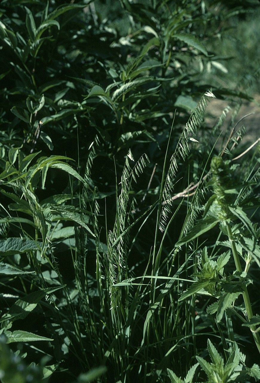 Melica porteri — houseplant care guide