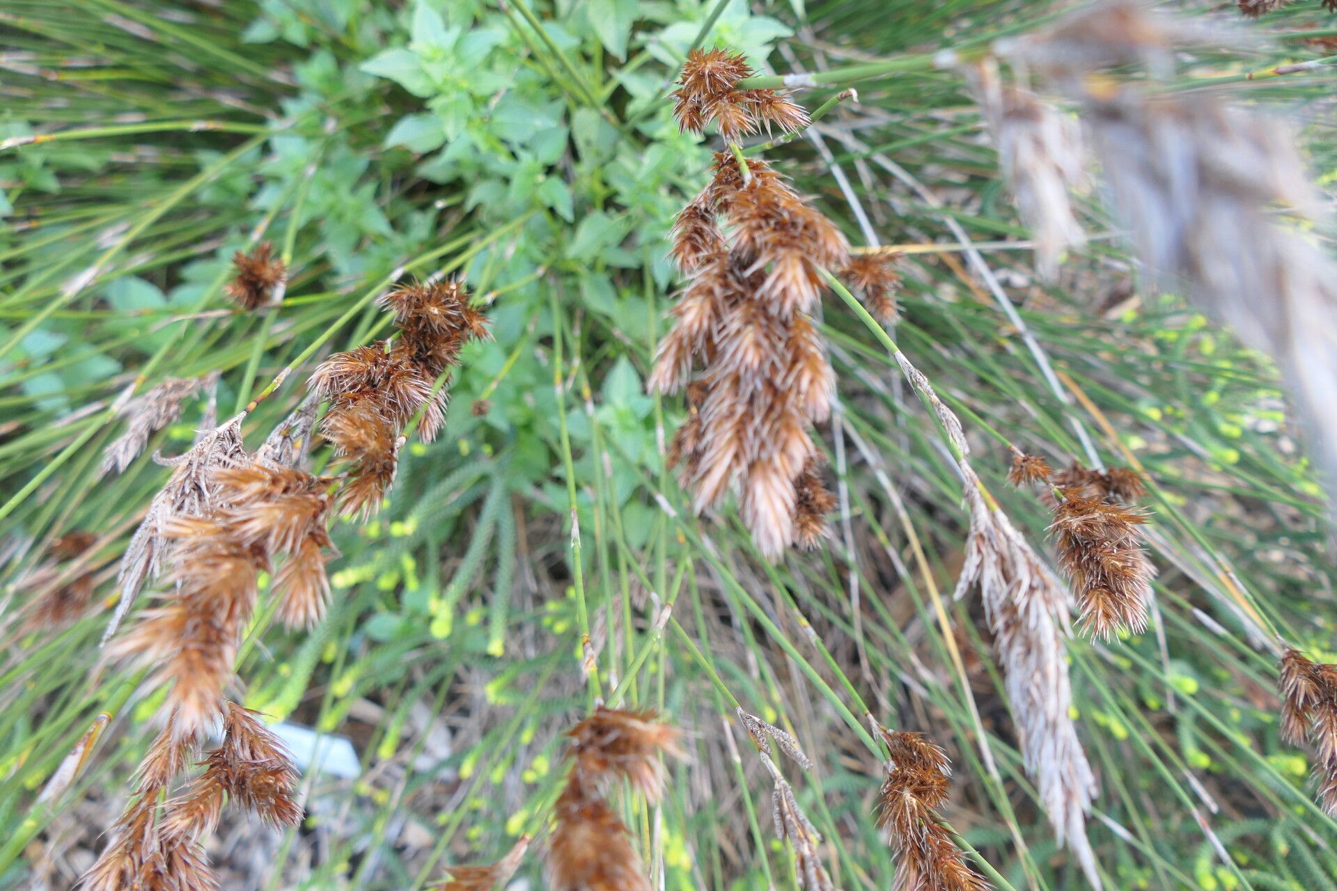 Thamnochortus lucens habit