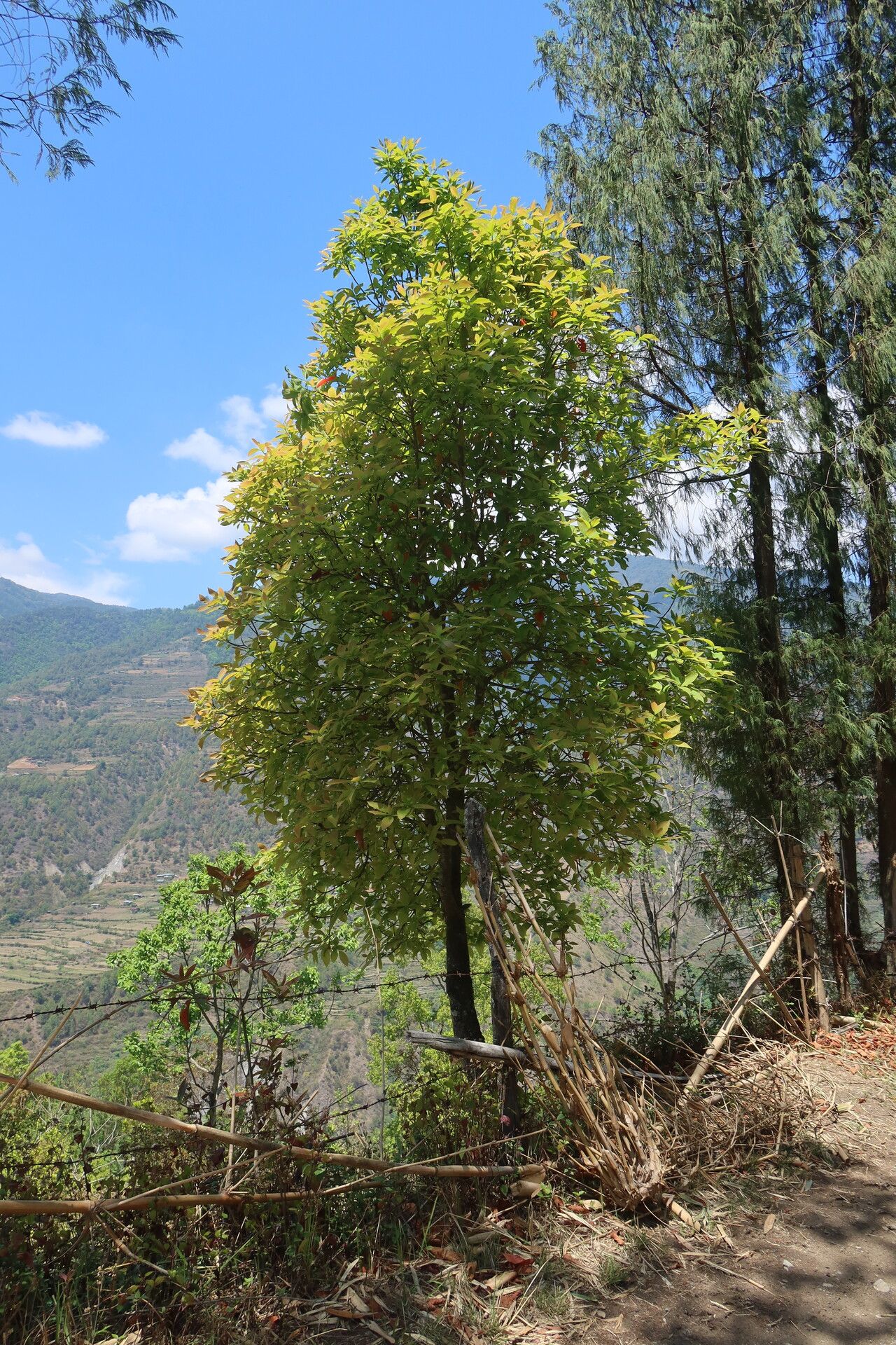 Nyssa javanica habit