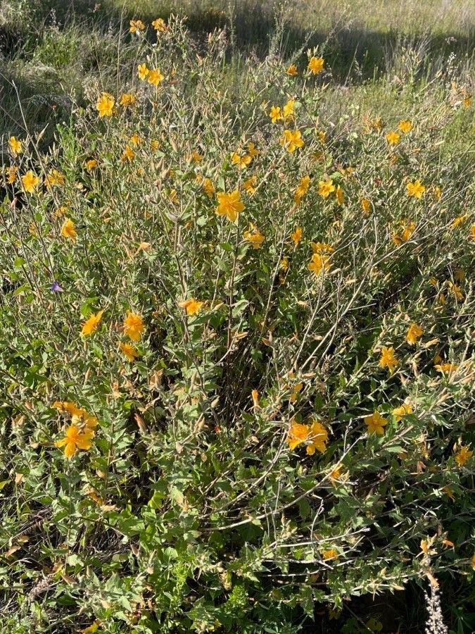 Mentzelia incisa habit