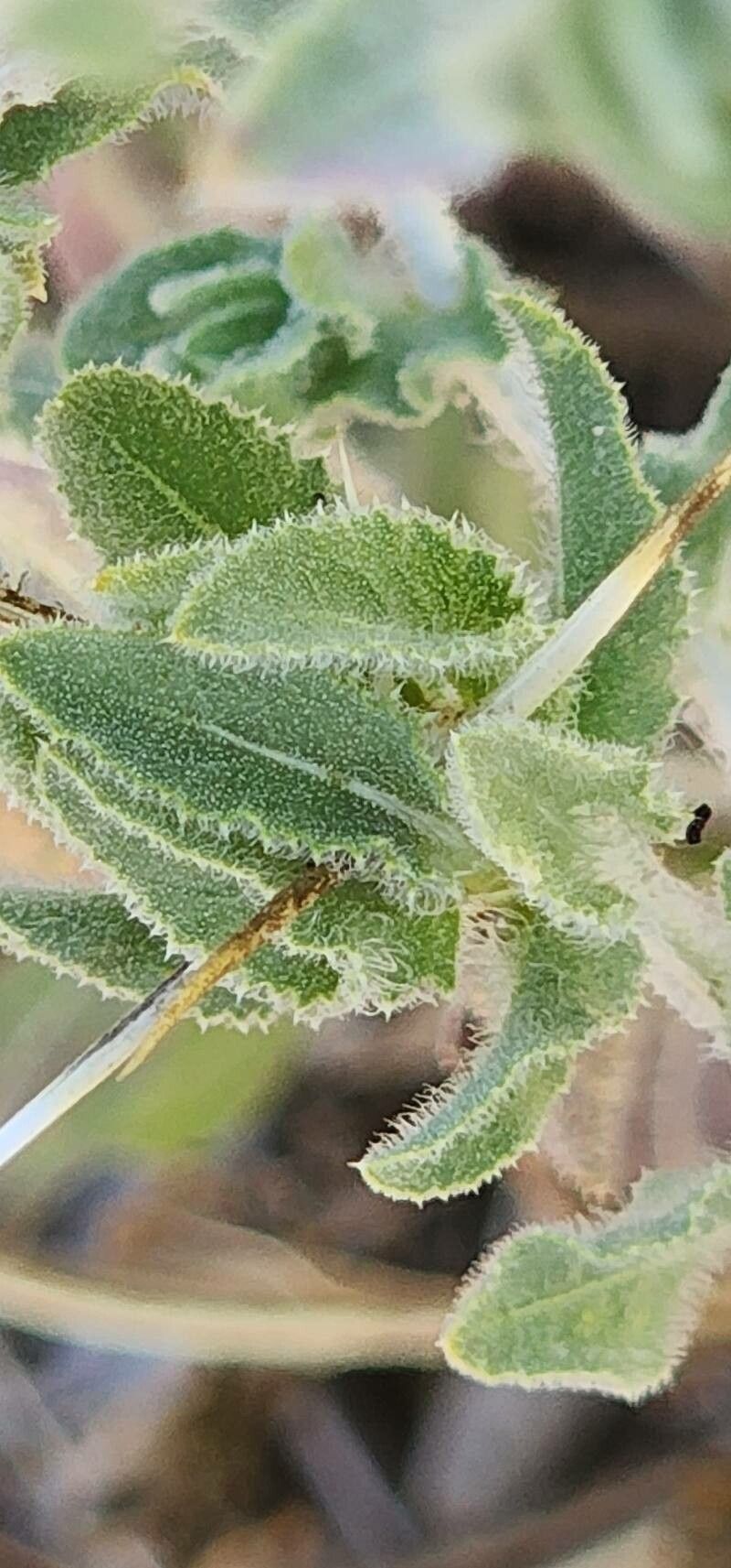 Centaurea bruguieriana leaf