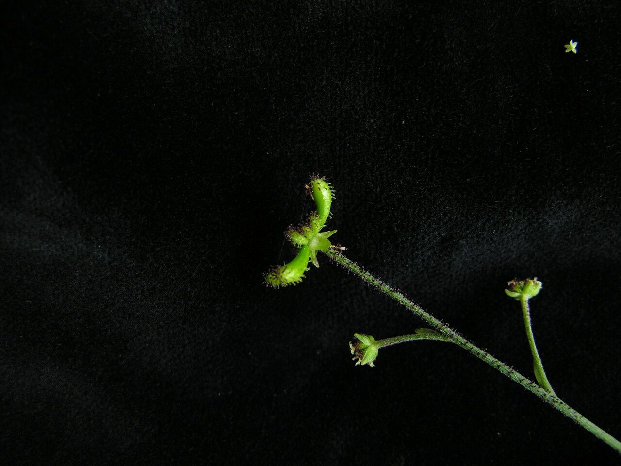 Adenocaulon nepalense — related species from the same genus