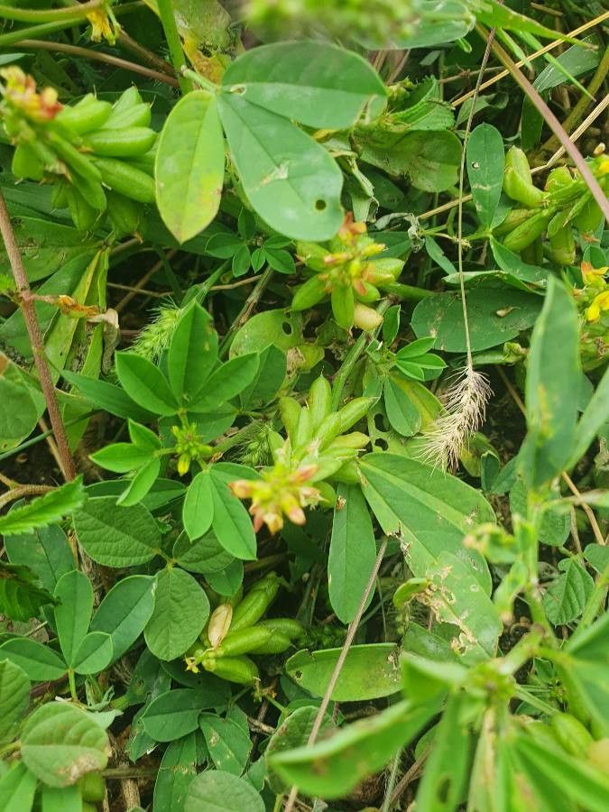 Crotalaria pycnostachya habit