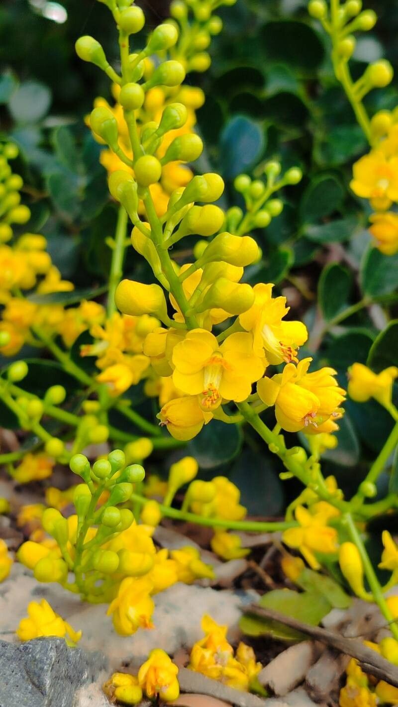 Caesalpinia vesicaria flower