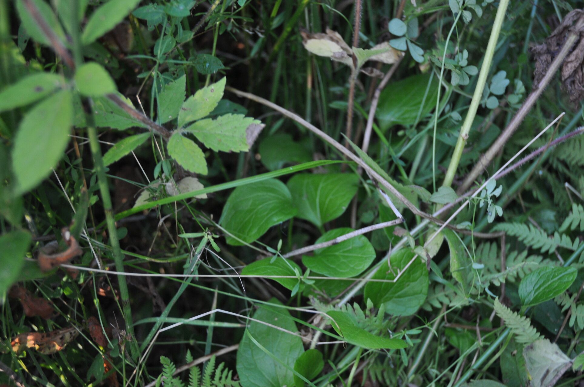 Parnassia grandifolia — search result for 'Celastraceae'