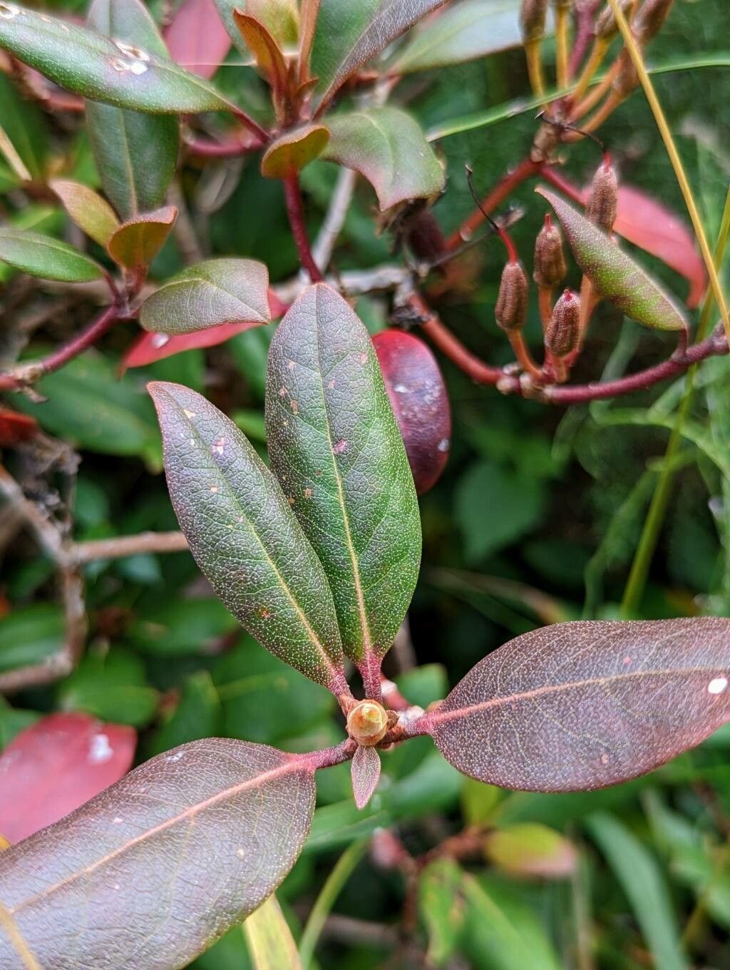 Rhododendron carolinianum leaf